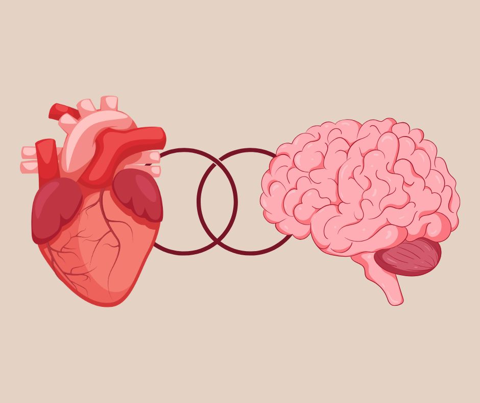 The Heart-Brain Connection: How Cardiovascular Health Impacts Cognitive Function
